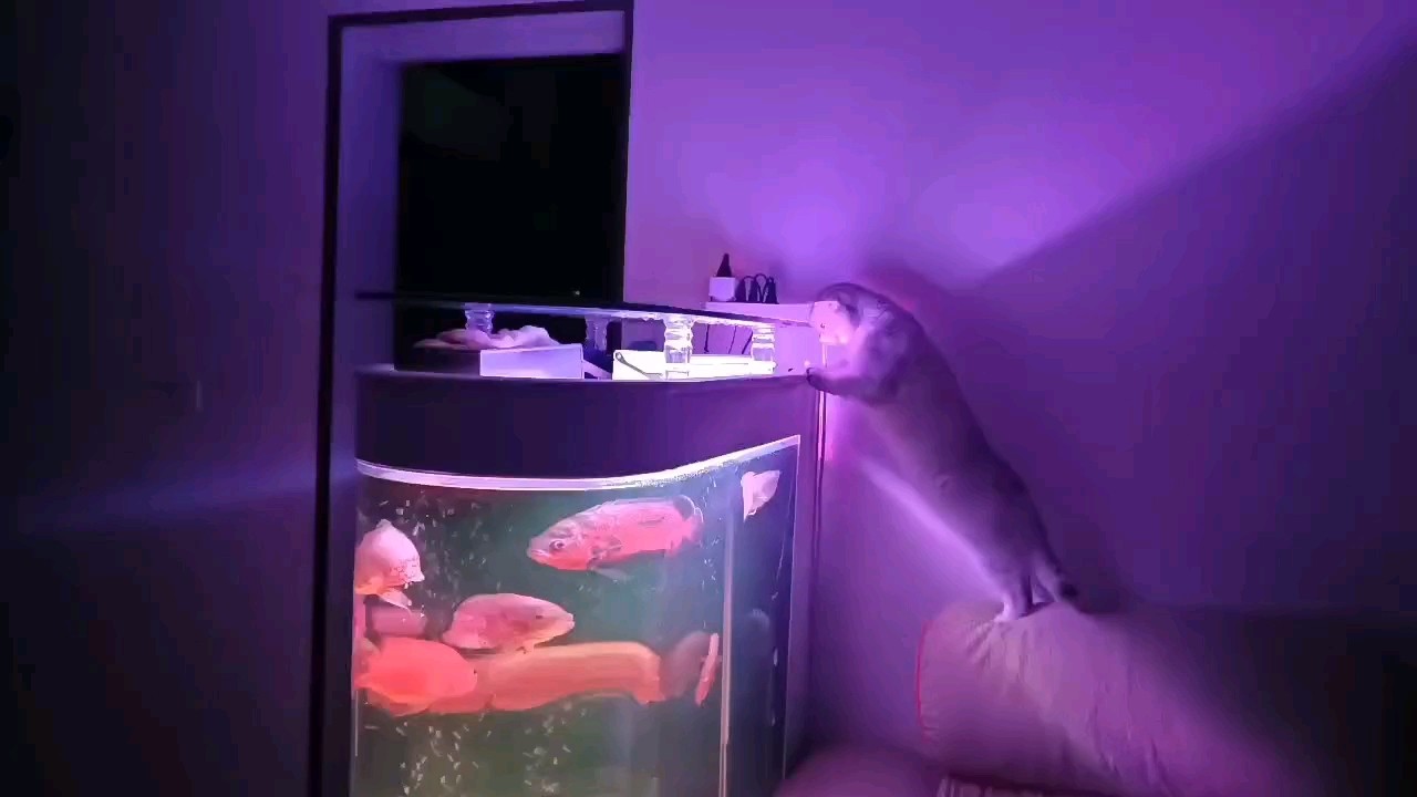 貓看魚(yú)