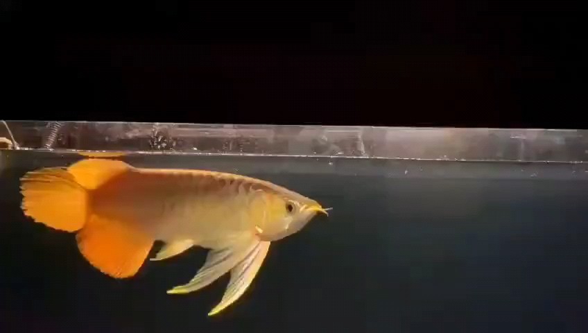 飄渺的游姿