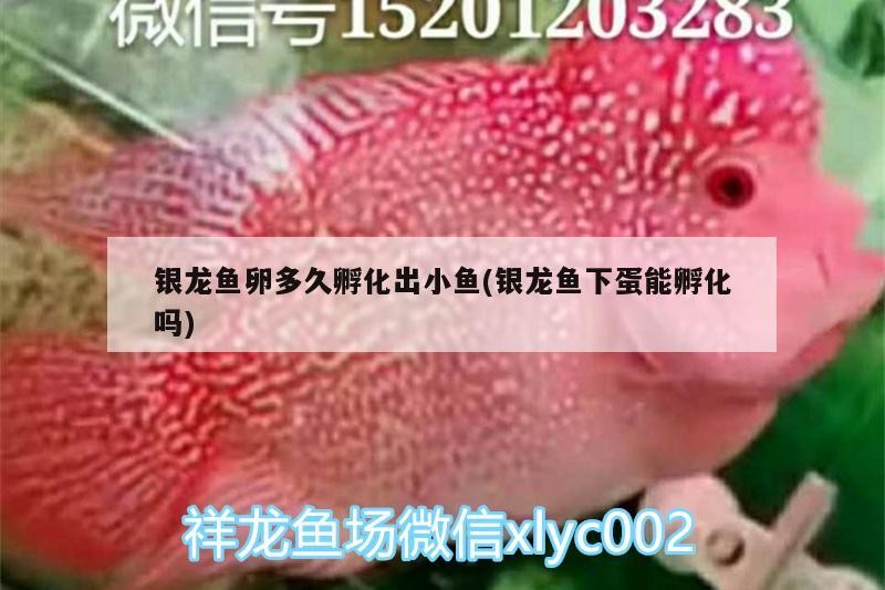 銀龍魚卵多久孵化出小魚(銀龍魚下蛋能孵化嗎) 銀龍魚卵多久孵化出小魚(銀龍魚下蛋能孵化嗎) 銀龍魚百科