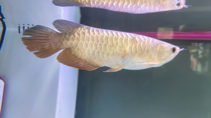 虎魚 求助龍魚大神 龍魚論壇 求助龍魚大神 求助龍魚大神 龍魚論壇