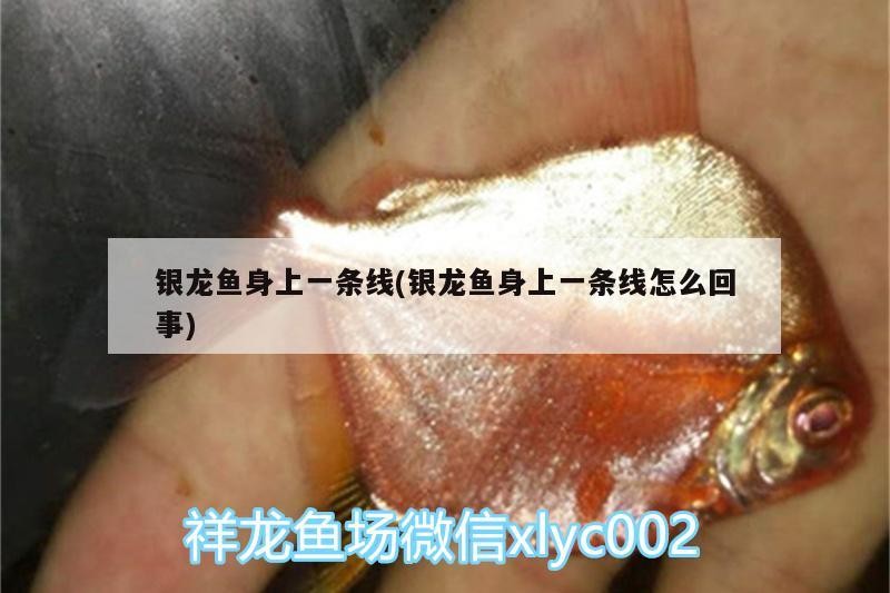 銀龍魚身上一條線(銀龍魚身上一條線怎么回事) 銀龍魚身上一條線(銀龍魚身上一條線怎么回事) 銀龍魚百科