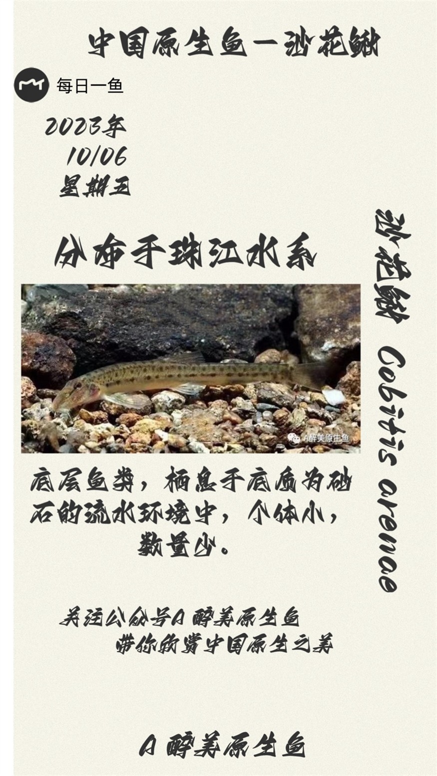 沙花鰍