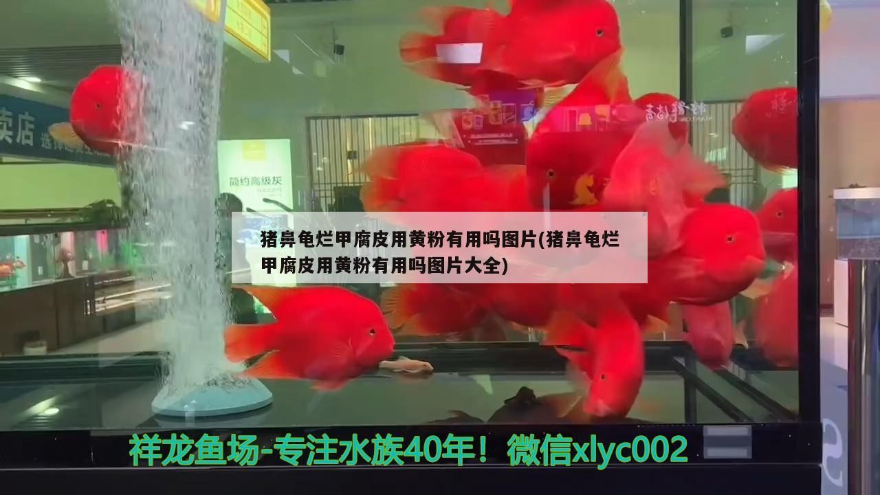 豬鼻龜爛甲腐皮用黃粉有用嗎圖片(豬鼻龜爛甲腐皮用黃粉有用嗎圖片大全)