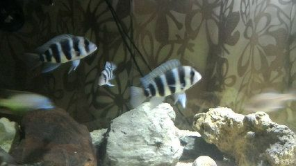 龍魚鱗片縫隙怎么修復，魚鱗片縫隙修復方法