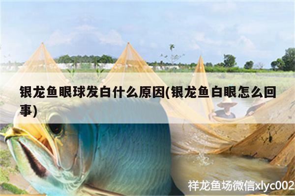 銀龍魚眼球發白什么原因(銀龍魚白眼怎么回事)