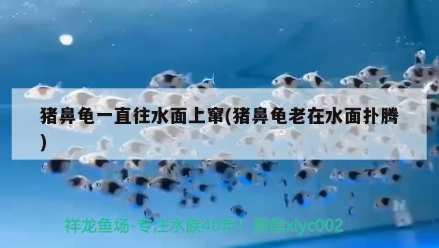 我的虎魚真菌感染了要怎么處理 豬鼻龜一直往水面上竄(豬鼻龜老在水面撲騰) 豬鼻龜百科 豬鼻龜一直往水面上竄(豬鼻龜老在水面撲騰) 豬鼻龜一直往水面上竄(豬鼻龜老在水面撲騰) 豬鼻龜百科