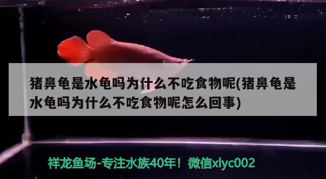豬鼻龜是水龜嗎為什么不吃食物呢(豬鼻龜是水龜嗎為什么不吃食物呢怎么回事) 豬鼻龜是水龜嗎為什么不吃食物呢(豬鼻龜是水龜嗎為什么不吃食物呢怎么回事) 豬鼻龜百科