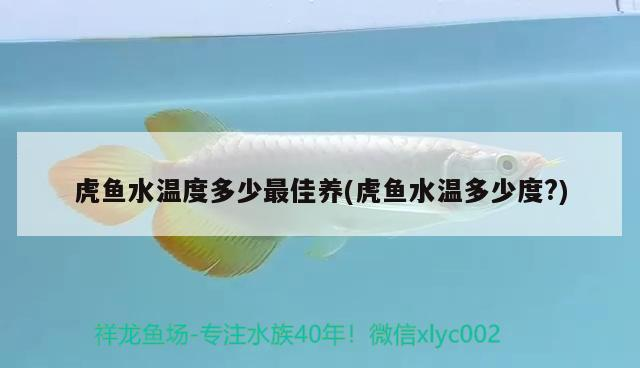 虎魚水溫度多少最佳養(虎魚水溫多少度?) 虎魚水溫度多少最佳養(虎魚水溫多少度?) 虎魚百科