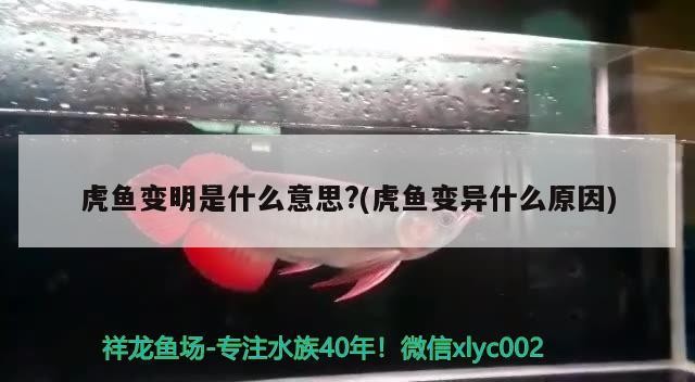 虎魚變明是什么意思?(虎魚變異什么原因)
