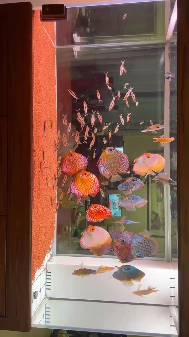 簡單大氣魚缸造景圖片大全集欣賞(魚缸造景風格大全)
