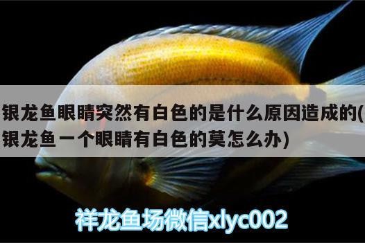 銀龍魚眼睛突然有白色的是什么原因造成的(銀龍魚一個眼睛有白色的莫怎么辦)