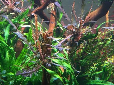 不怕冷的魚缸水草推薦：不怕冷的魚缸水草推薦：不怕冷的魚缸水草，養在魚缸中不怕冷