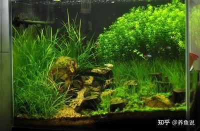 不怕冷的魚缸水草推薦：不怕冷的魚缸水草推薦：不怕冷的魚缸水草，養在魚缸中不怕冷