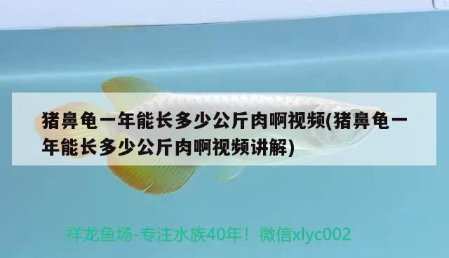 豬鼻龜一年能長(zhǎng)多少公斤肉啊視頻(豬鼻龜一年能長(zhǎng)多少公斤肉啊視頻講解)