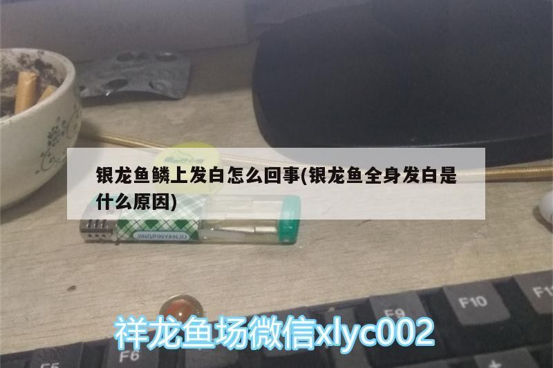 我的虎魚真菌感染了要怎么處理 銀龍魚鱗上發白怎么回事(銀龍魚全身發白是什么原因) 銀龍魚百科 銀龍魚鱗上發白怎么回事(銀龍魚全身發白是什么原因) 銀龍魚鱗上發白怎么回事(銀龍魚全身發白是什么原因) 銀龍魚百科