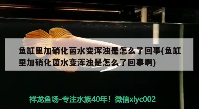 魚缸里加硝化菌水變渾濁是怎么了回事(魚缸里加硝化菌水變渾濁是怎么了回事啊) 魚缸里加硝化菌水變渾濁是怎么了回事(魚缸里加硝化菌水變渾濁是怎么了回事啊) 紅龍魚百科