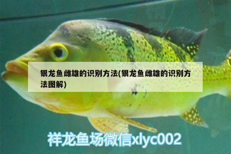 銀龍魚雌雄的識別方法(銀龍魚雌雄的識別方法圖解)