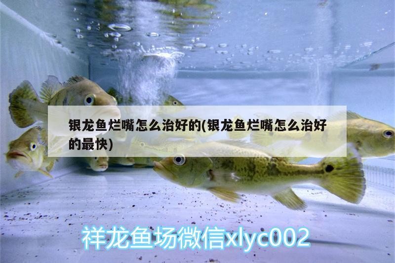 銀龍魚爛嘴怎么治好的(銀龍魚爛嘴怎么治好的最快)