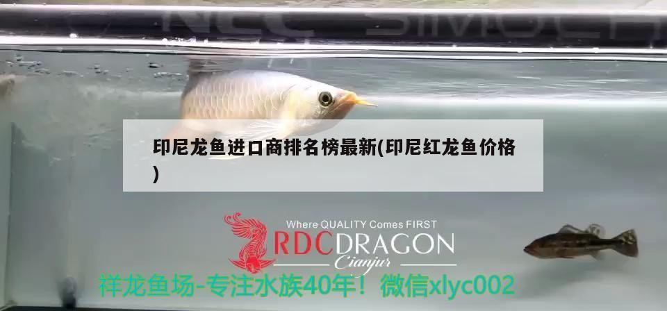印尼龍魚進口商排名榜最新(印尼紅龍魚價格)
