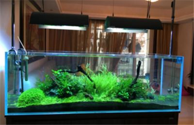 超白魚缸和普通魚缸：如何挑選超白魚缸