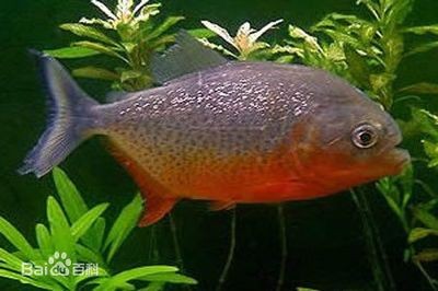 紅腹水虎魚(yú)的飼養(yǎng)方法：紅腹水虎魚(yú)怎么養(yǎng)？