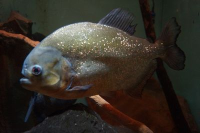 紅腹水虎魚(yú)的飼養(yǎng)方法：紅腹水虎魚(yú)怎么養(yǎng)？
