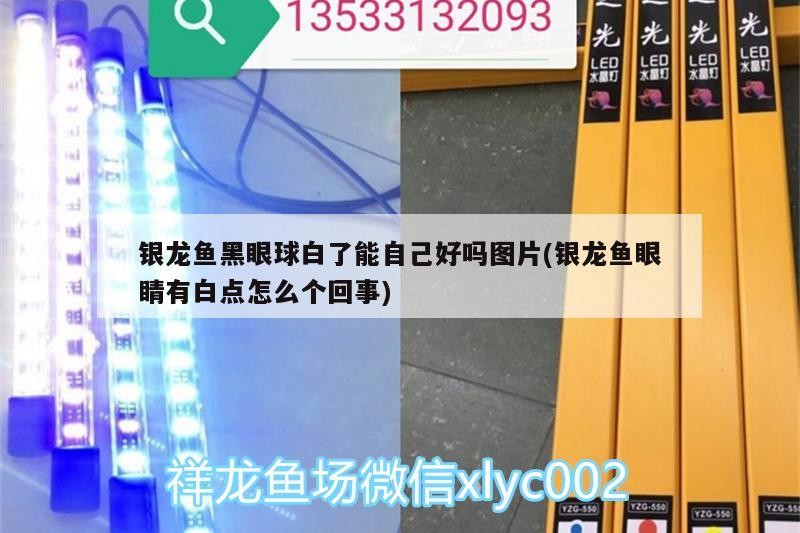 鸚鵡魚和銀龍魚混養(yǎng)怎樣喂食 銀龍魚黑眼球白了能自己好嗎圖片(銀龍魚眼睛有白點(diǎn)怎么個(gè)回事) 銀龍魚百科 銀龍魚黑眼球白了能自己好嗎圖片(銀龍魚眼睛有白點(diǎn)怎么個(gè)回事) 銀龍魚黑眼球白了能自己好嗎圖片(銀龍魚眼睛有白點(diǎn)怎么個(gè)回事) 銀龍魚百科