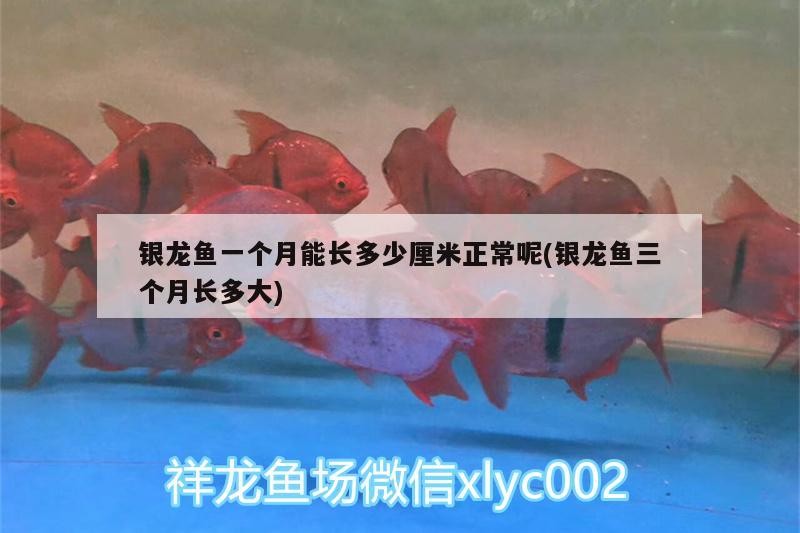 魚缸過濾器選購指南:自制魚缸過濾器魚缸上置過濾器對于養魚愛好者的必備知識 銀龍魚一個月能長多少厘米正常呢(銀龍魚三個月長多大) 銀龍魚百科 銀龍魚一個月能長多少厘米正常呢(銀龍魚三個月長多大) 銀龍魚一個月能長多少厘米正常呢(銀龍魚三個月長多大) 銀龍魚百科