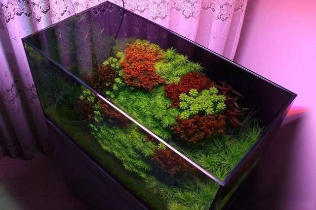 大魚(yú)缸水草修剪視頻播放：關(guān)于大魚(yú)缸水草修剪的相關(guān)視頻播放