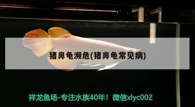 豬鼻龜瀕危(豬鼻龜常見病)