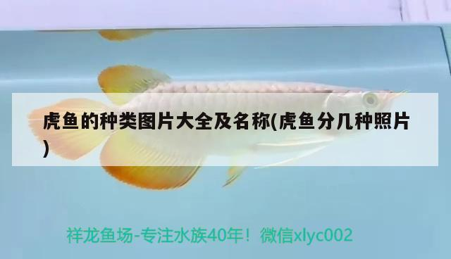 虎魚的種類圖片大全及名稱(虎魚分幾種照片) 虎魚的種類圖片大全及名稱(虎魚分幾種照片) 虎魚百科