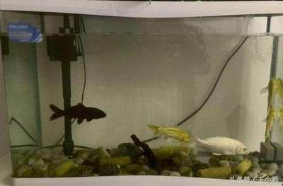 多大的魚缸能養(yǎng)20厘米的錦鯉幾條：不同尺寸魚缸適合養(yǎng)幾條20厘米的錦鯉