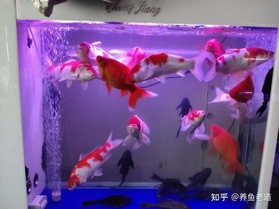 多大的魚(yú)缸能養(yǎng)20厘米的錦鯉幾條：不同尺寸魚(yú)缸適合養(yǎng)幾條20厘米的錦鯉