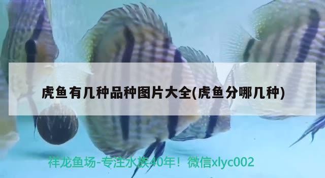 虎魚有幾種品種圖片大全(虎魚分哪幾種)