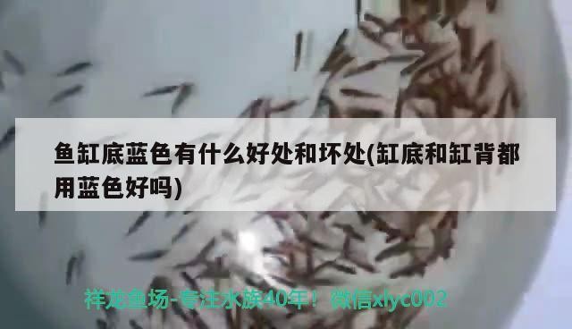 魚缸底藍色有什么好處和壞處(缸底和缸背都用藍色好嗎)