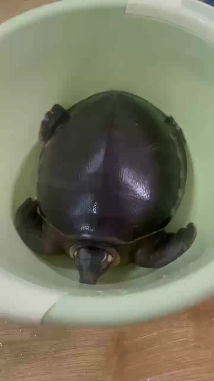 七年?? 七年?? 龍魚論壇
