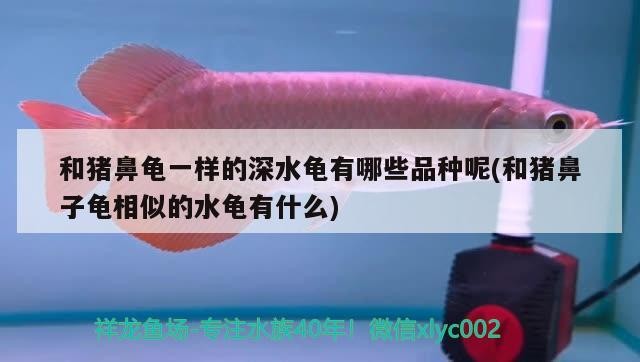 和豬鼻龜一樣的深水龜有哪些品種呢(和豬鼻子龜相似的水龜有什么)