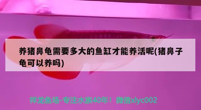 養豬鼻龜需要多大的魚缸才能養活呢(豬鼻子龜可以養嗎) 養豬鼻龜需要多大的魚缸才能養活呢(豬鼻子龜可以養嗎) 豬鼻龜百科