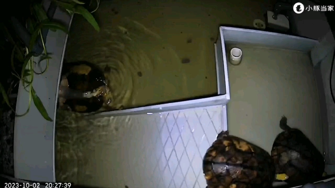 一公配三母交尾視頻