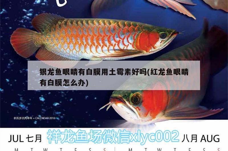 銀龍魚眼睛有白膜用土霉素好嗎(紅龍魚眼睛有白膜怎么辦) 銀龍魚眼睛有白膜用土霉素好嗎(紅龍魚眼睛有白膜怎么辦) 銀龍魚百科