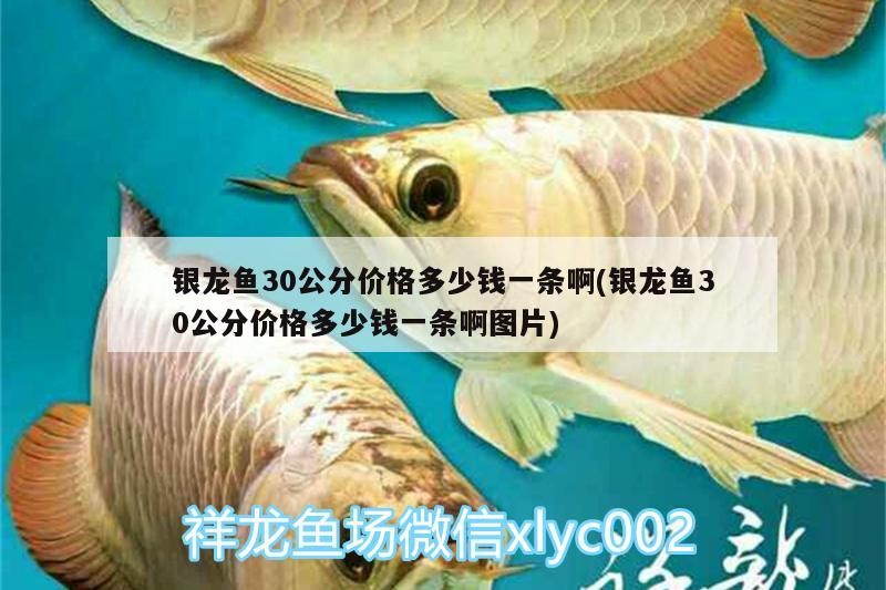 銀龍魚30公分價格多少錢一條啊(銀龍魚30公分價格多少錢一條啊圖片)