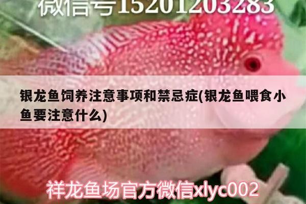 銀龍魚飼養注意事項和禁忌癥(銀龍魚喂食小魚要注意什么)