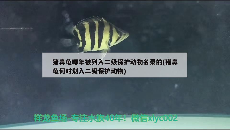 豬鼻龜哪年被列入二級保護動物名錄的(豬鼻龜何時劃入二級保護動物)