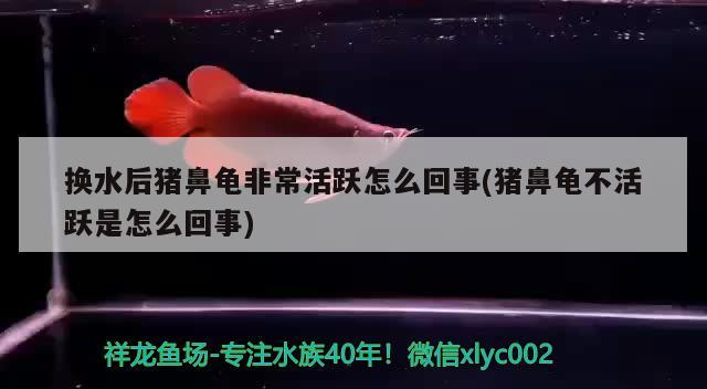 換水后豬鼻龜非常活躍怎么回事(豬鼻龜不活躍是怎么回事) 換水后豬鼻龜非常活躍怎么回事(豬鼻龜不活躍是怎么回事) 豬鼻龜百科