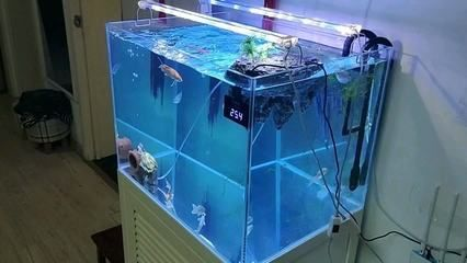 超白魚缸使用壽命：超白魚缸的使用壽命