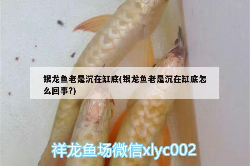 銀龍魚老是沉在缸底(銀龍魚老是沉在缸底怎么回事?) 銀龍魚老是沉在缸底(銀龍魚老是沉在缸底怎么回事?) 銀龍魚百科