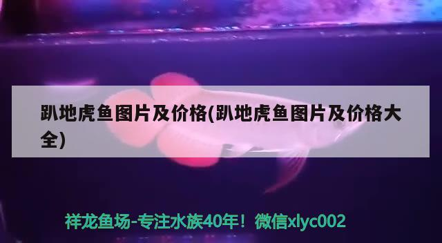 趴地虎魚圖片及價格(趴地虎魚圖片及價格大全) 趴地虎魚圖片及價格(趴地虎魚圖片及價格大全) 虎魚百科