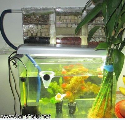 100的魚缸用什么過濾最好:100升的魚缸用什么過濾好 魚缸百科 第2張 100的魚缸用什么過濾最好:100升的魚缸用什么過濾好 100的魚缸用什么過濾最好:100升的魚缸用什么過濾好 魚缸百科 第2張