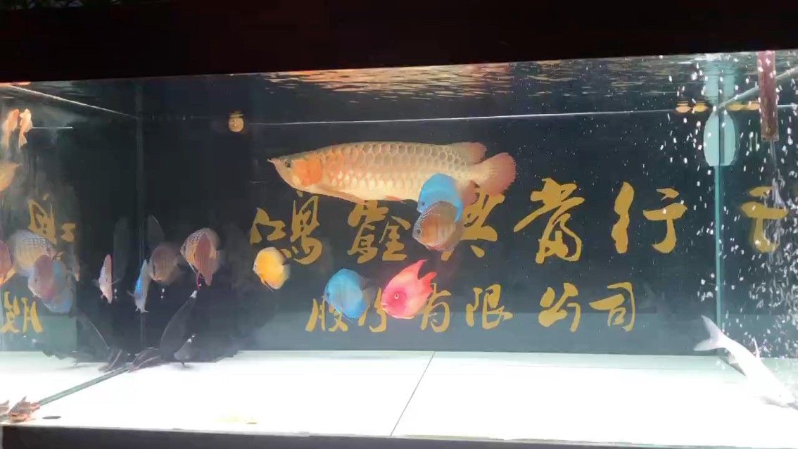 潮州出九個七彩神仙魚，有兩個是一對，經(jīng)常產(chǎn)蛋，9個買時1680元，養(yǎng)了幾個月，980元自提的來，每一個的紋路色彩都不一樣，有喜歡的魚友嗎[ciya][ciya][ciya]