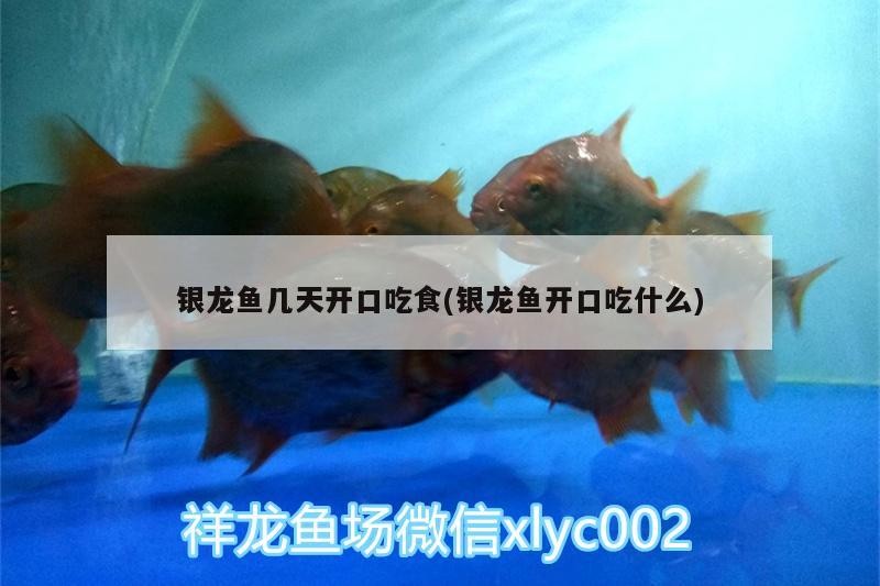 銀龍魚幾天開口吃食(銀龍魚開口吃什么)